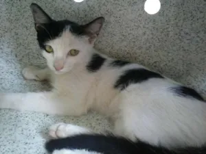 Gato raça srd idade 2 a 6 meses nome Branquinho