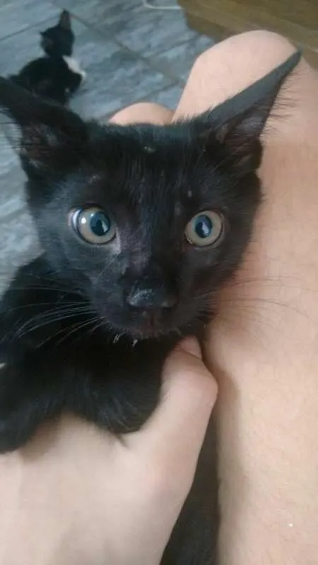 Gato ra a srd idade 2 a 6 meses nome Lindos
