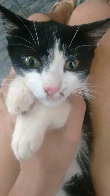 Gato ra a srd idade 2 a 6 meses nome Lindos