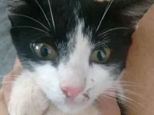 Gato raça srd idade 2 a 6 meses nome Lindos