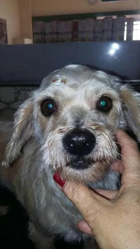 Cachorro ra a mix de poodle idade 6 ou mais anos nome Bebe