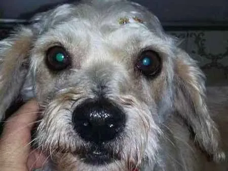 Cachorro ra a mix de poodle idade 6 ou mais anos nome Bebe