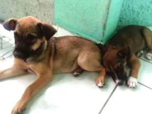 Cachorro raça indefinida idade 2 a 6 meses nome FILHOTES