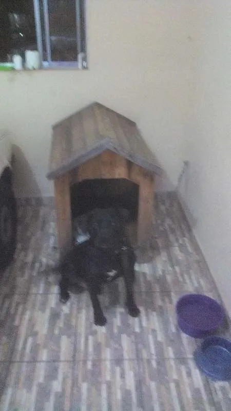 Cachorro ra a Pitbul idade 4 anos nome Shaolim