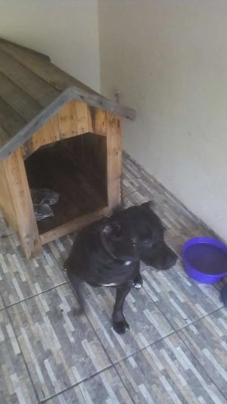 Cachorro ra a Pitbul idade 4 anos nome Shaolim