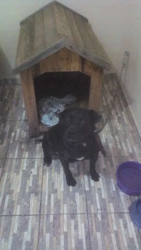 Cachorro ra a Pitbul idade 4 anos nome Shaolim