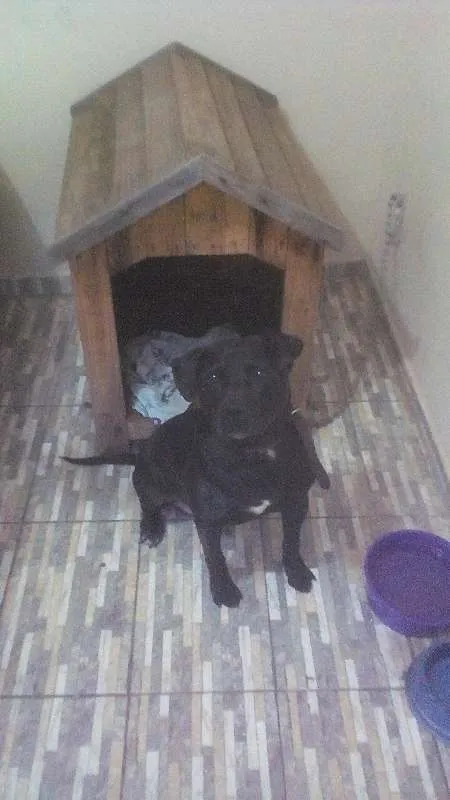 Cachorro ra a Pitbul idade 4 anos nome Shaolim