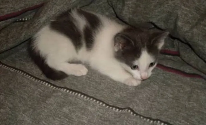 Gato ra a Siames  idade 2 a 6 meses nome Kiko e kika