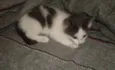 Kiko e kika