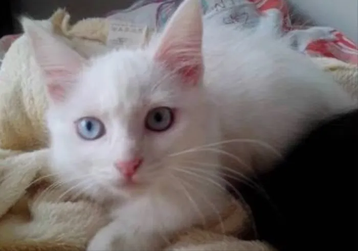 Gato ra a Siames  idade 2 a 6 meses nome Kiko e kika