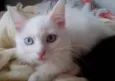 Kiko e kika