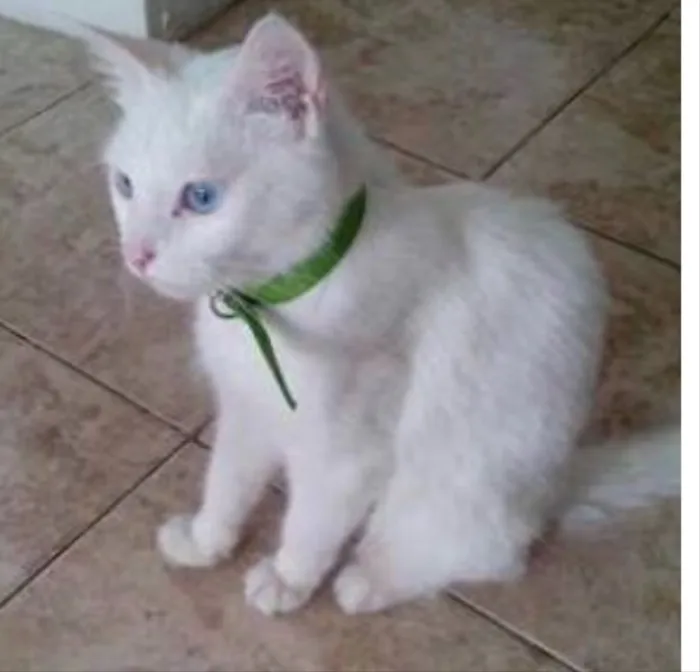 Gato ra a Siames  idade 2 a 6 meses nome Kiko e kika