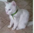 Kiko e kika