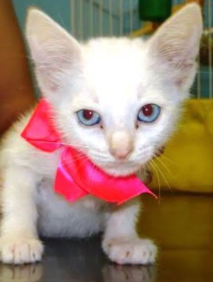 Gato ra a Siames  idade 2 a 6 meses nome Kiko e kika