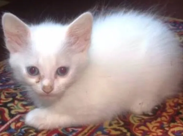 Gato ra a Siames  idade 2 a 6 meses nome Kiko e kika
