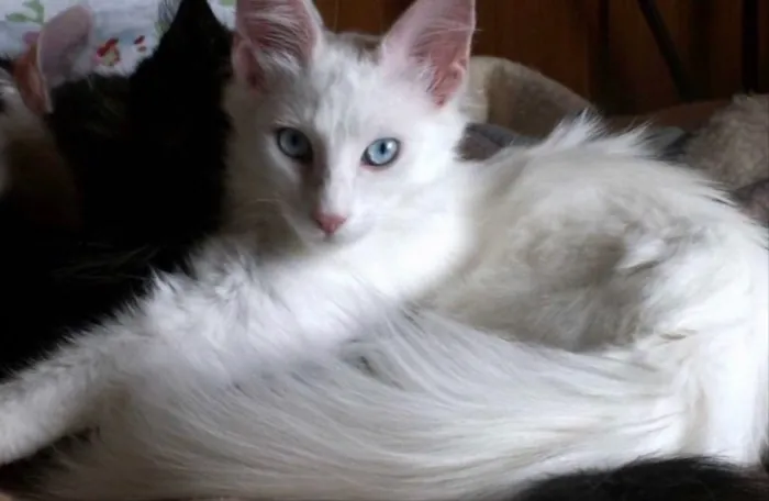Gato ra a Siames  idade 2 a 6 meses nome Kiko e kika