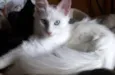 Kiko e kika
