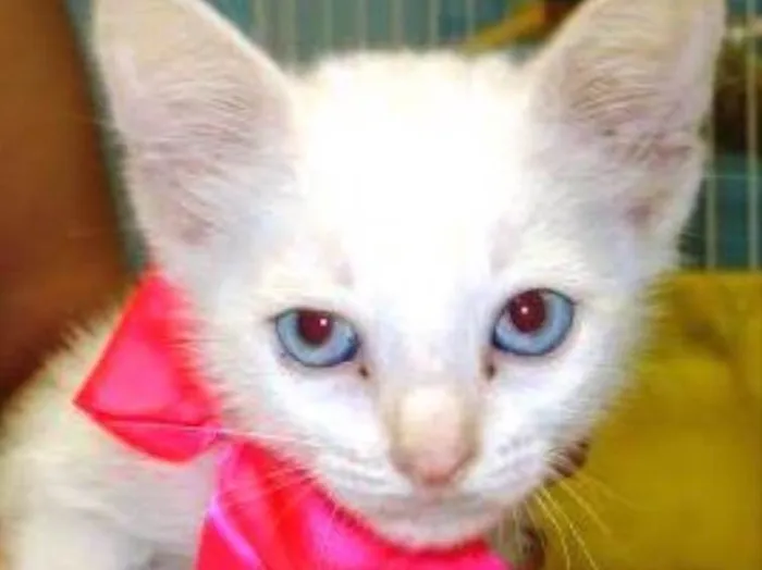 Gato ra a Siames  idade 2 a 6 meses nome Kiko e kika