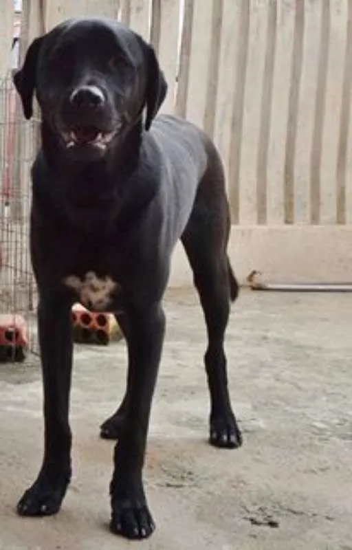 Cachorro ra a SRD idade 1 ano nome Feijão