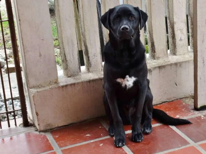 Cachorro ra a SRD idade 1 ano nome Feijão