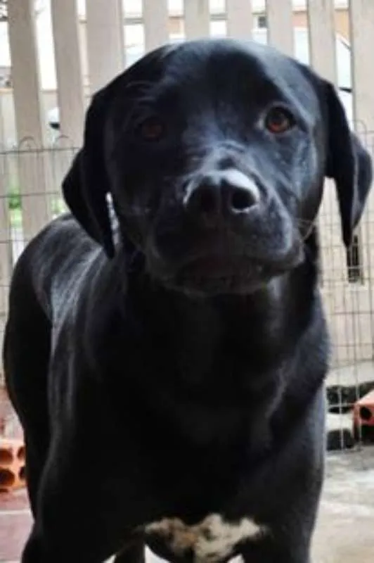 Cachorro ra a SRD idade 1 ano nome Feijão