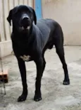 Feijão