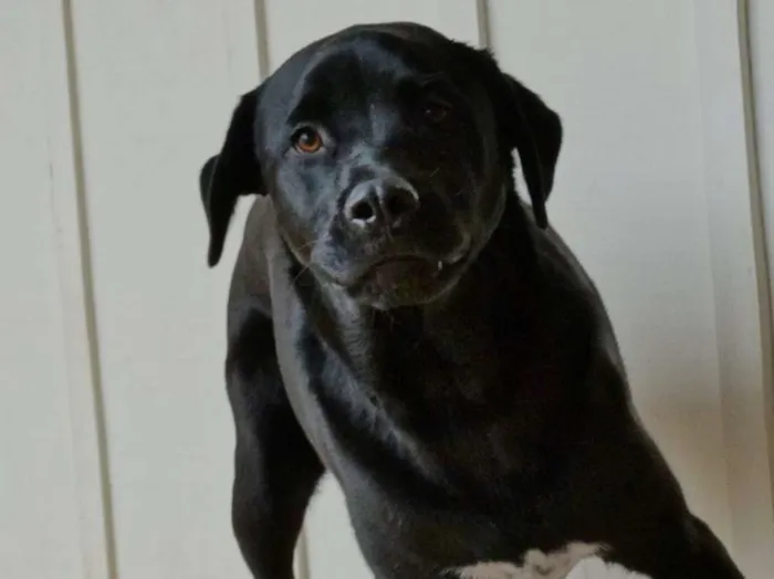 Cachorro ra a SRD idade 1 ano nome Feijão