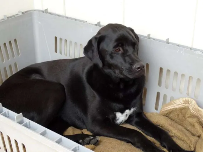 Cachorro ra a SRD idade 1 ano nome Feijão