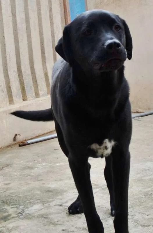 Cachorro ra a SRD idade 1 ano nome Feijão