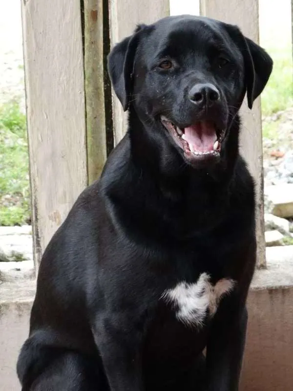 Cachorro ra a SRD idade 1 ano nome Feijão