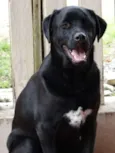 Feijão