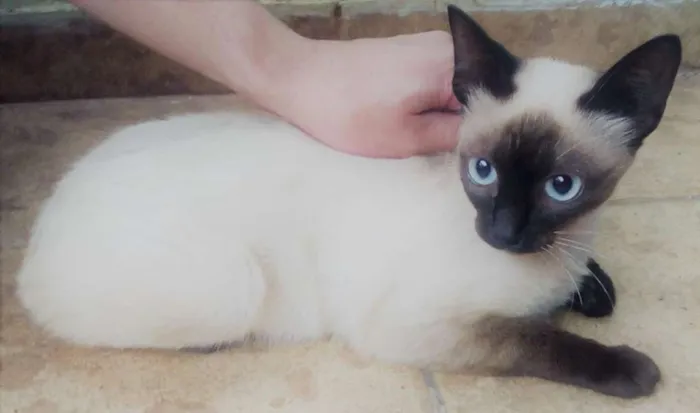 Gato ra a Siamês idade 2 a 6 meses nome Juju