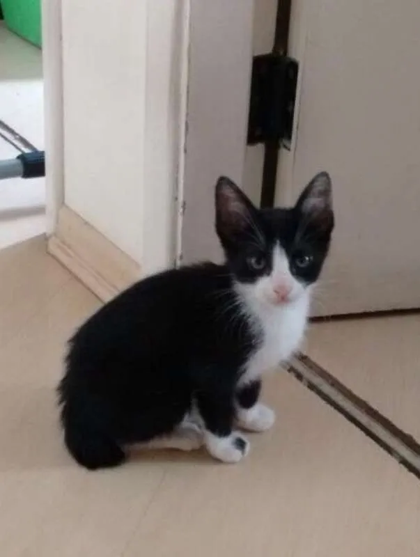 Gato ra a SRD idade 2 a 6 meses nome Prince