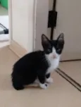 Prince