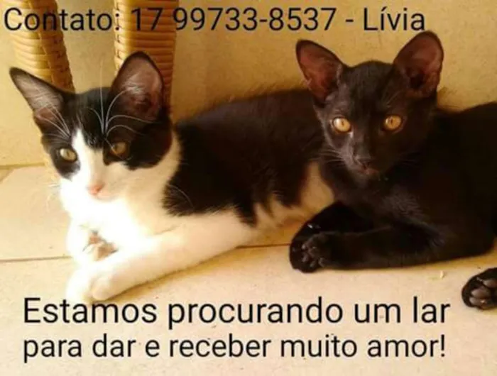 Gato ra a  idade 2 a 6 meses nome Pantera e Bolota