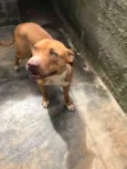 pitbull, 10 meses
