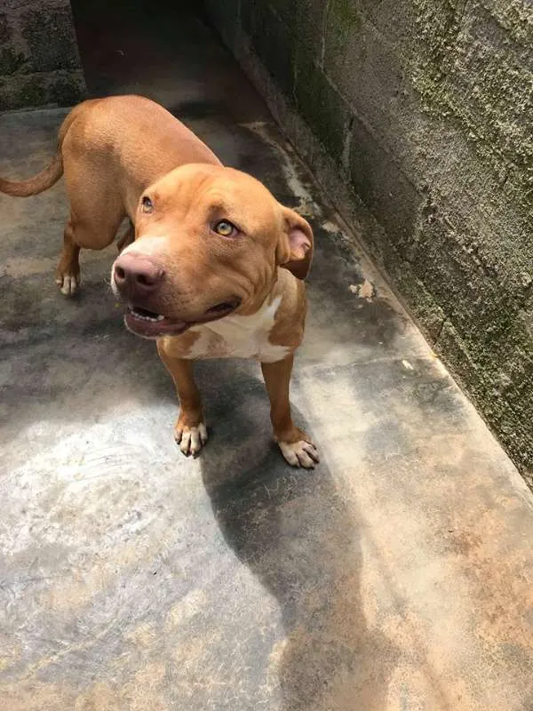 Cachorro ra a pitbull idade 7 a 11 meses nome pitbull, 10 meses