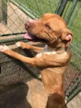 pitbull, 10 meses