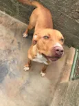 pitbull, 10 meses