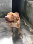 pitbull, 10 meses