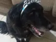 Buba
