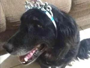 Cachorro raça Labrador /vira lata  idade 4 anos nome Buba 