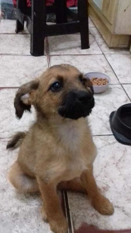Cachorro ra a Viralata idade 2 a 6 meses nome Nina