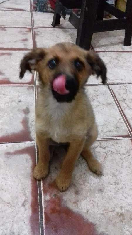 Cachorro ra a Viralata idade 2 a 6 meses nome Nina