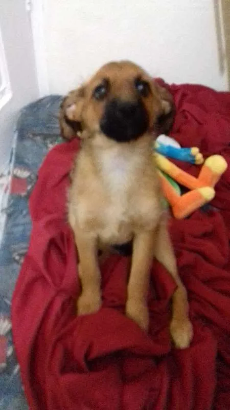Cachorro ra a Viralata idade 2 a 6 meses nome Nina