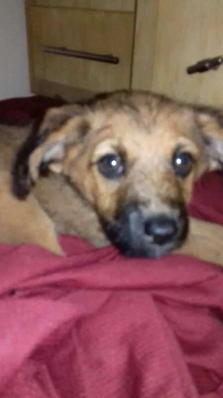 Cachorro ra a Viralata idade 2 a 6 meses nome Nina