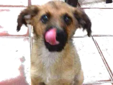 Cachorro ra a Viralata idade 2 a 6 meses nome Nina
