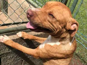 Cachorro raça pitbull idade 7 a 11 meses nome pitbull, 10 meses