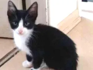 Gato raça SRD idade 2 a 6 meses nome Prince