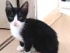 Gato raça SRD idade 2 a 6 meses nome Prince